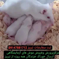 تامین موش های آزمایشگاهی رت و مایس
