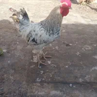 مرغ و خروس محلی