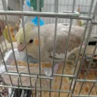 عروس هلندی با قفس