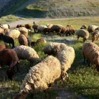 گوسفند داشتی جوان