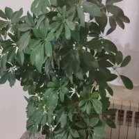 گل شلفرا سانسریا سوهانک
