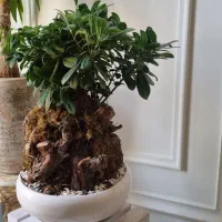 انواع گل ها