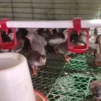 جوجه مرغ شاخدار ۱۰ روزه