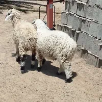 دوتا بره نر خوشگل
