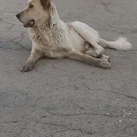 یک ماده خیلی زیبا و نگهبان|سگ|پاکدشت, پاکدشت (مامازند)|دیوار