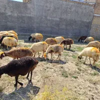 ۲۳راس میش جوان داشتی ابستن