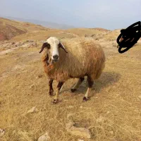 گوسفندداشتی وچاق