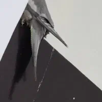 عروس هلندی ماده