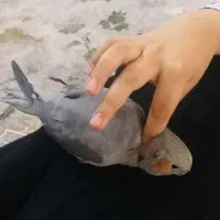 عروس هلندی دستی