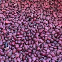 لوبیا قرمز  کلوان