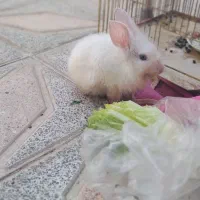 خرگوش