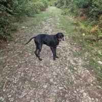 پوئینتر انگلیسی حرفه ای شکار|سگ|تهران, سعادت‌آباد|دیوار