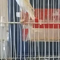 فروش قناری نر|پرنده|فردیس, شهرک شهید حسینی|دیوار