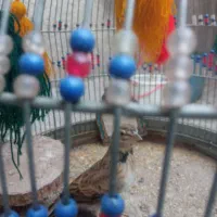 قناری، دهن زن، سهره قناری، و مرغ محلی، معاوضه|پرنده|شیراز, کوشک میدان|دیوار