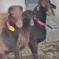 قوچ وبره‌قوچ همو. میش وشیشک همو وهترو|حیوانات مزرعه|کهریزک, |دیوار