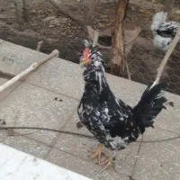 تخم نطفه دارگلین وخروس ونیمچه خروس گلین|حیوانات مزرعه|زرند, |دیوار