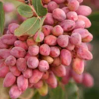 کود و چالکود پسته