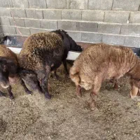 بره قوچی هترو