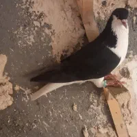 ساده سیاه نر کفتر ضد خورد پرشی