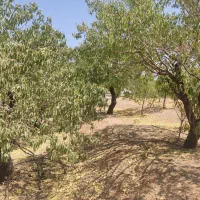 1000متر زمین کشاورزی|فروش زمین و ملک کلنگی|شاهینشهر, بوستان حافظ|دیوار