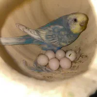 مرغ عشق ماده پروانه ای|پرنده|لامرد, |دیوار