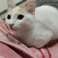 گربه