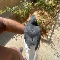 یال سیاه یخه درویشی|پرنده|شیراز, دشت چنار|دیوار