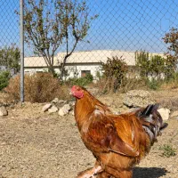خروس برهما ۹ ماهه