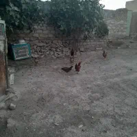 مرغ تخم گذار