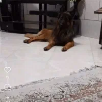 ژرمن نر یکسال گذشته گم شده