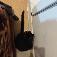 واگذاری خر گربه تاکسیدو|گربه|صباشهر, |دیوار