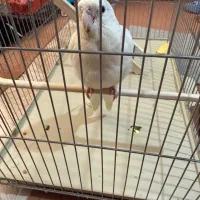 آلبینو فول آشتی