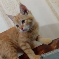 گربه عادتی خونگی|گربه|تربت جام, شهرک آزادگان|دیوار