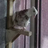 طوق سرور نروماده مولد|پرنده|شیراز, تندگویان|دیوار