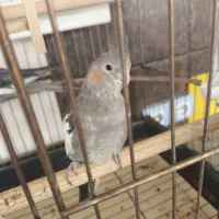 عروس هلندی