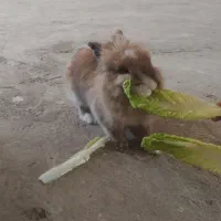 خرگوش لپی تربیت شده