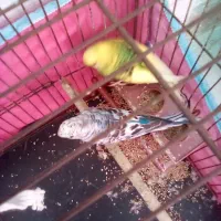 مرغ عشق باقفس ولوازم|پرنده|لاهیجان, بازکیاگوراب|دیوار