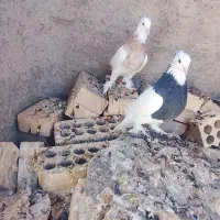 نروماده نسل آجری هفترنگ و سیاه هفت رنگ