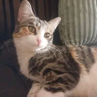 واگذاری رایگان گربه خانگی