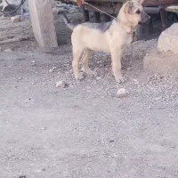 توله سگ