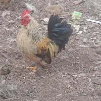 خروس و مرغ برهما کوچک