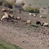 معاوضه اسب با گوسفند