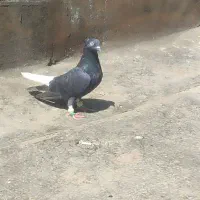 کبوتر زاغ دم‌سفید کاکلی و سینه کله دم ماده