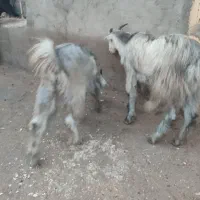 دوتا کهره ماده|حیوانات مزرعه|دلوار, |دیوار