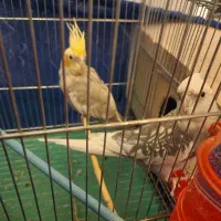 عروس هلندی.مولد.مرغ مینا.معاوضه با ملنگو و گیرینچک