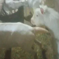 نر بز اصل سانن لنگه سه قول|حیوانات مزرعه|بن, |دیوار