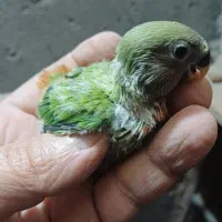 طوطی سرلاکی|پرنده|شوش, |دیوار