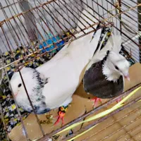 کفتر طوقی شازده|پرنده|شیراز, نارنجستان|دیوار