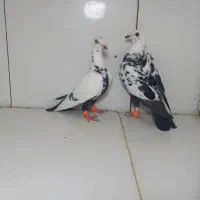 نرماده سوسکی سیاه