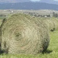 کاه پیچ سبز تازه امسال|حیوانات مزرعه|درودزن, |دیوار